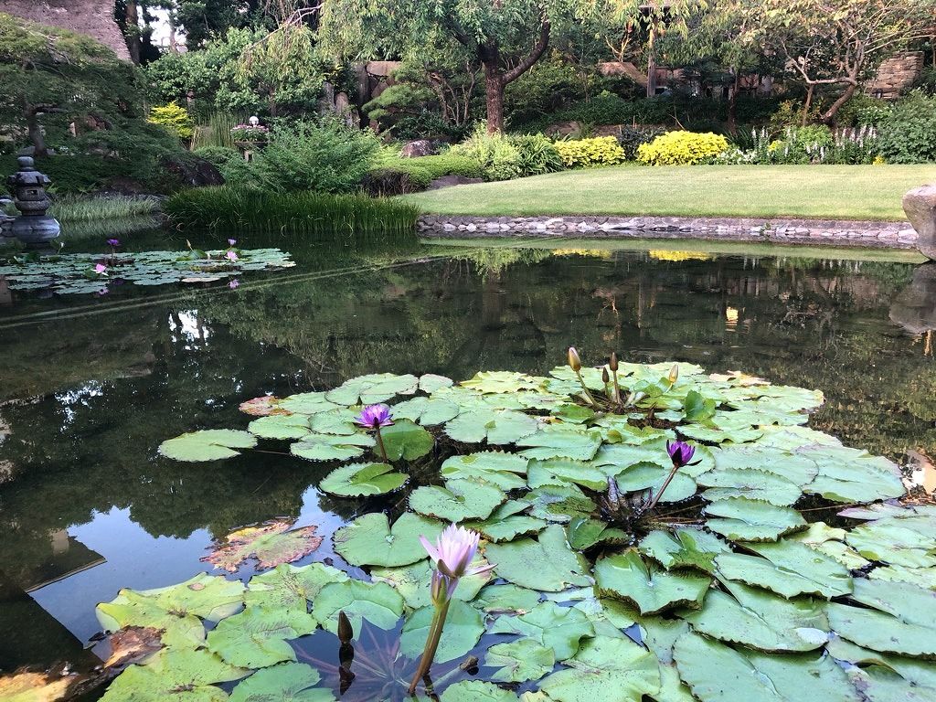 夏咲く花のたのしみ