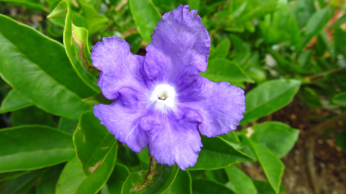 夏の強い日差しに季節外れの花二輪