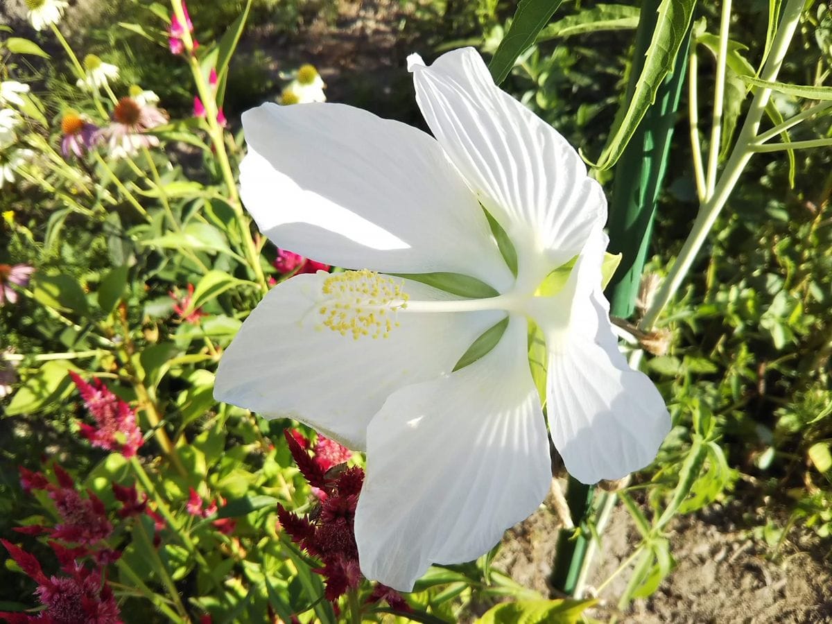 白い花とノボタン