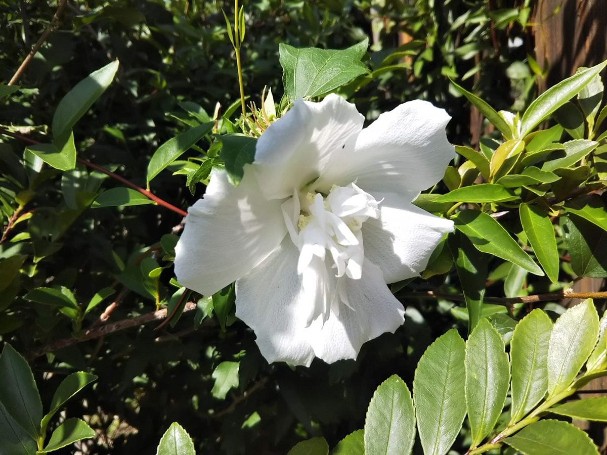 白い花とノボタン