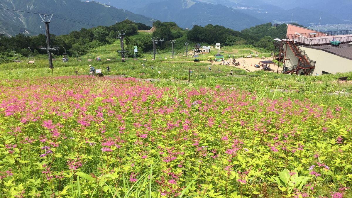 シモツケソウの群生