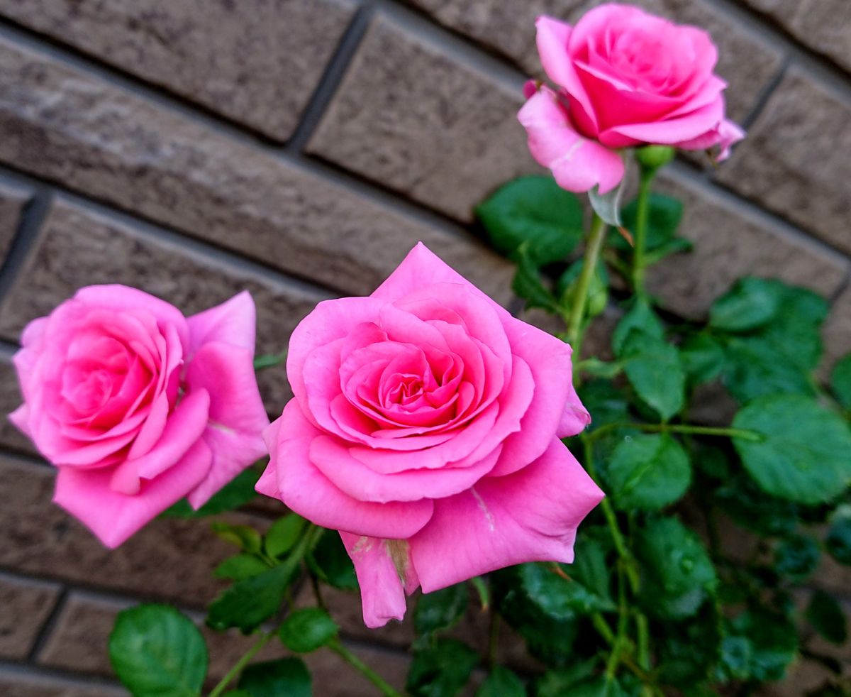 可愛いお花さん達💕