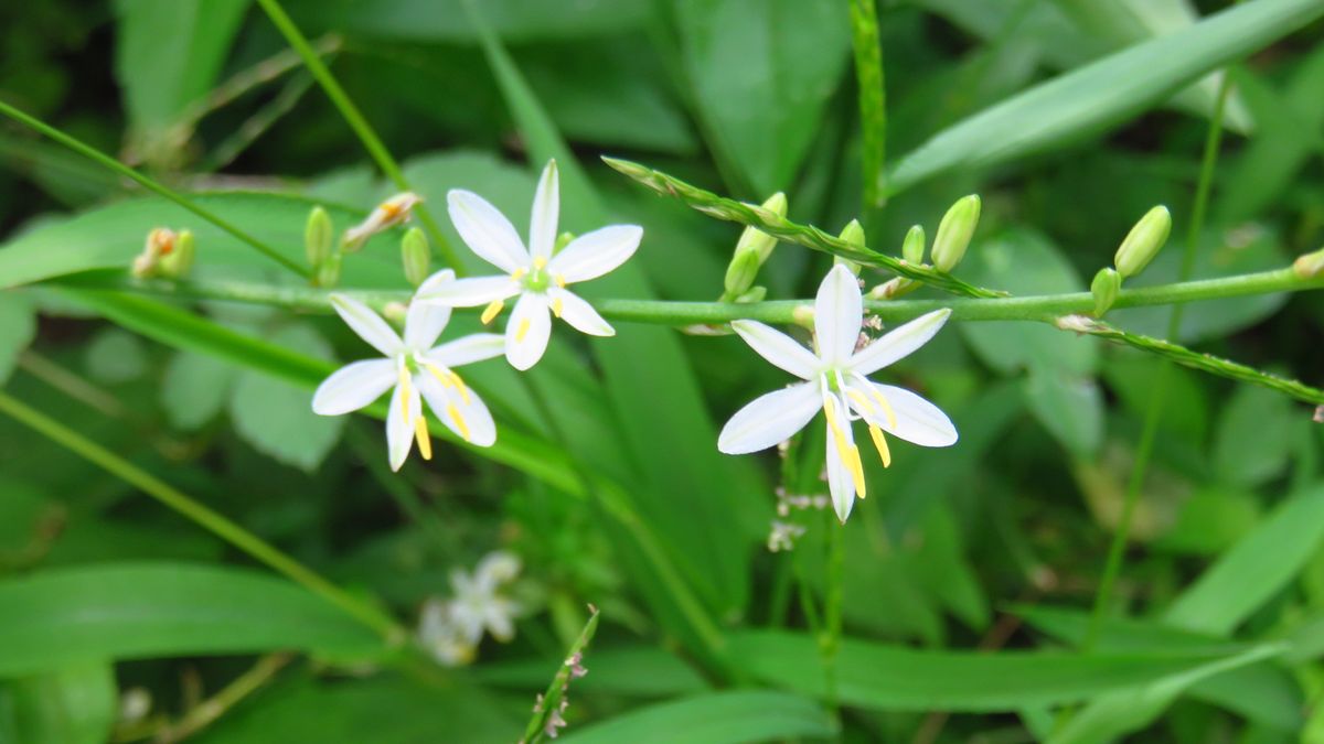 裏庭で雑草に負けずに咲く花