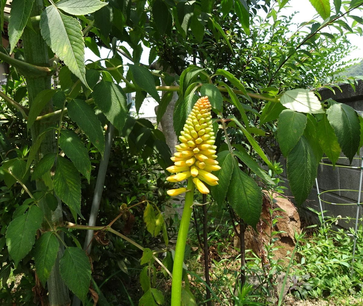 カモの親子は世界を救う