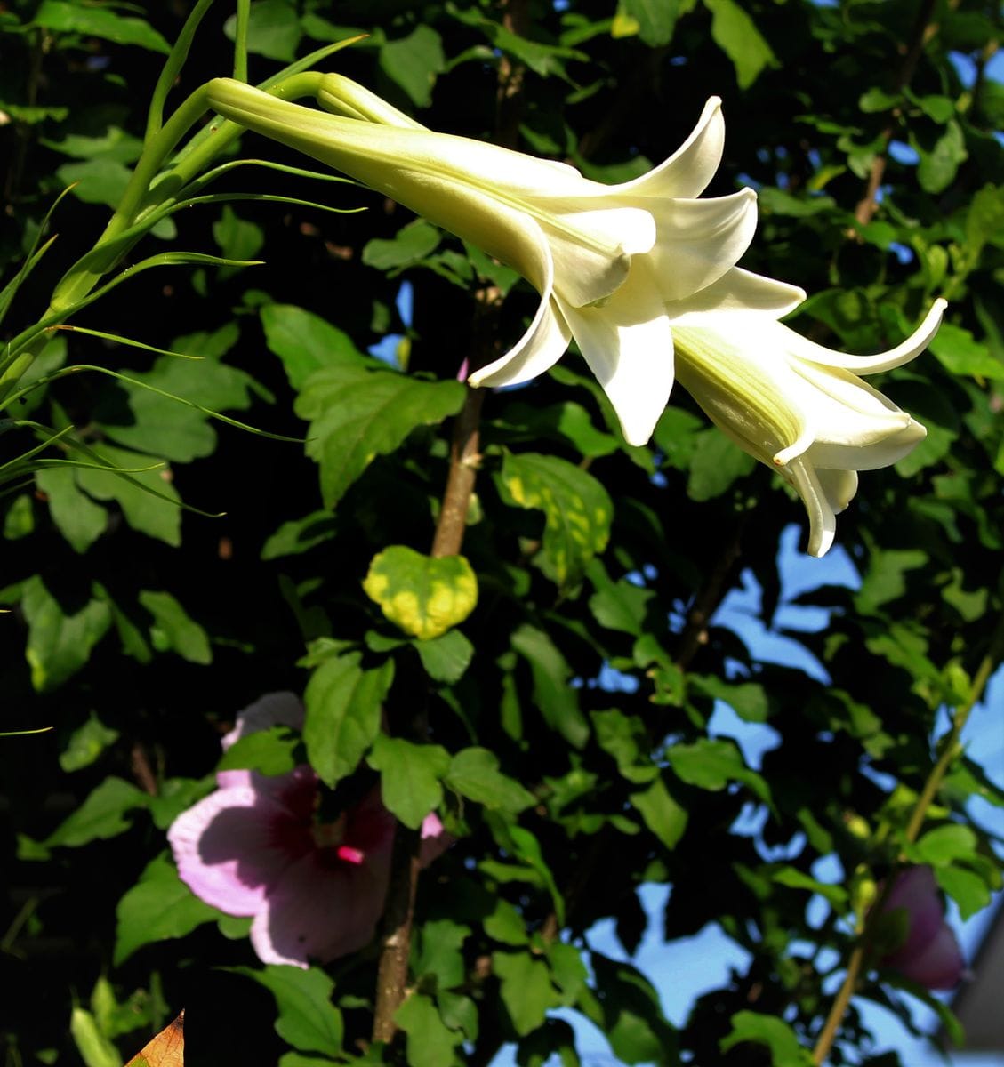 タカサゴユリの開花