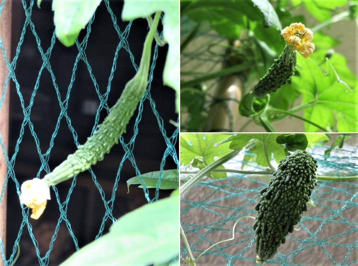 我家で🍅実となる野菜(その12)