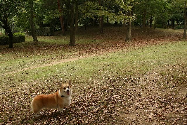 近くの公園は、落ち葉がいっぱいでした