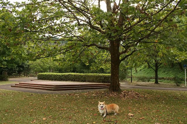 近くの公園は、落ち葉がいっぱいでした