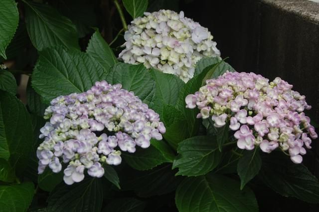 庭の紫陽花から…ウズアジサイ