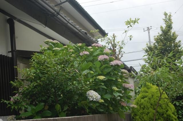 庭の紫陽花から…ウズアジサイ