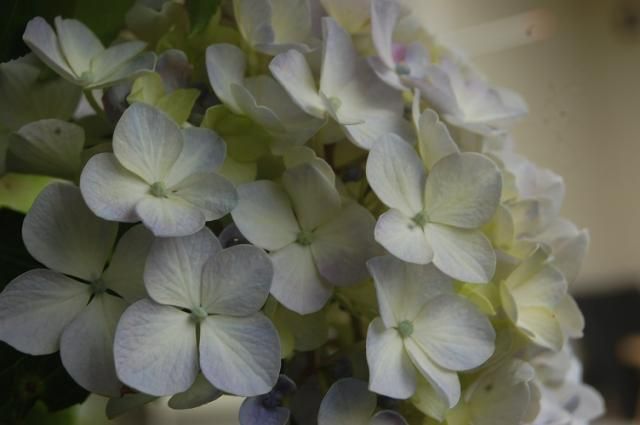 庭の紫陽花から…ウズアジサイ