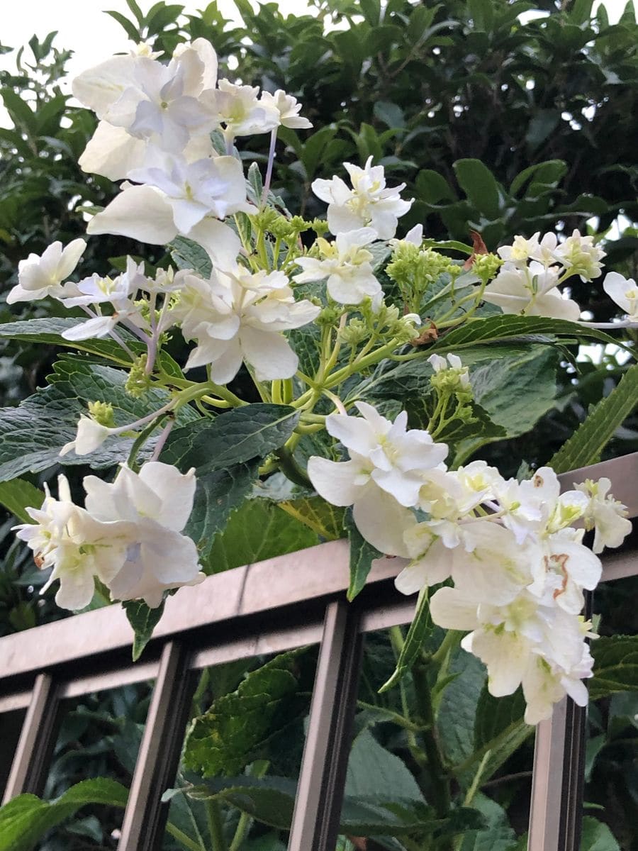 たまに紫陽花を見つけます。