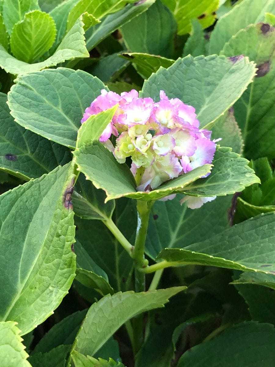 たまに紫陽花を見つけます。