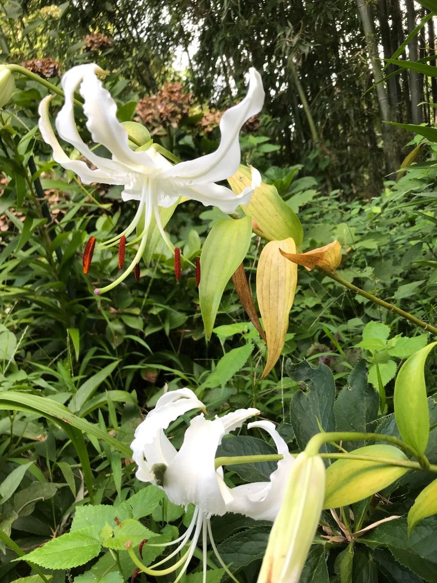 鹿の子百合と台風対策