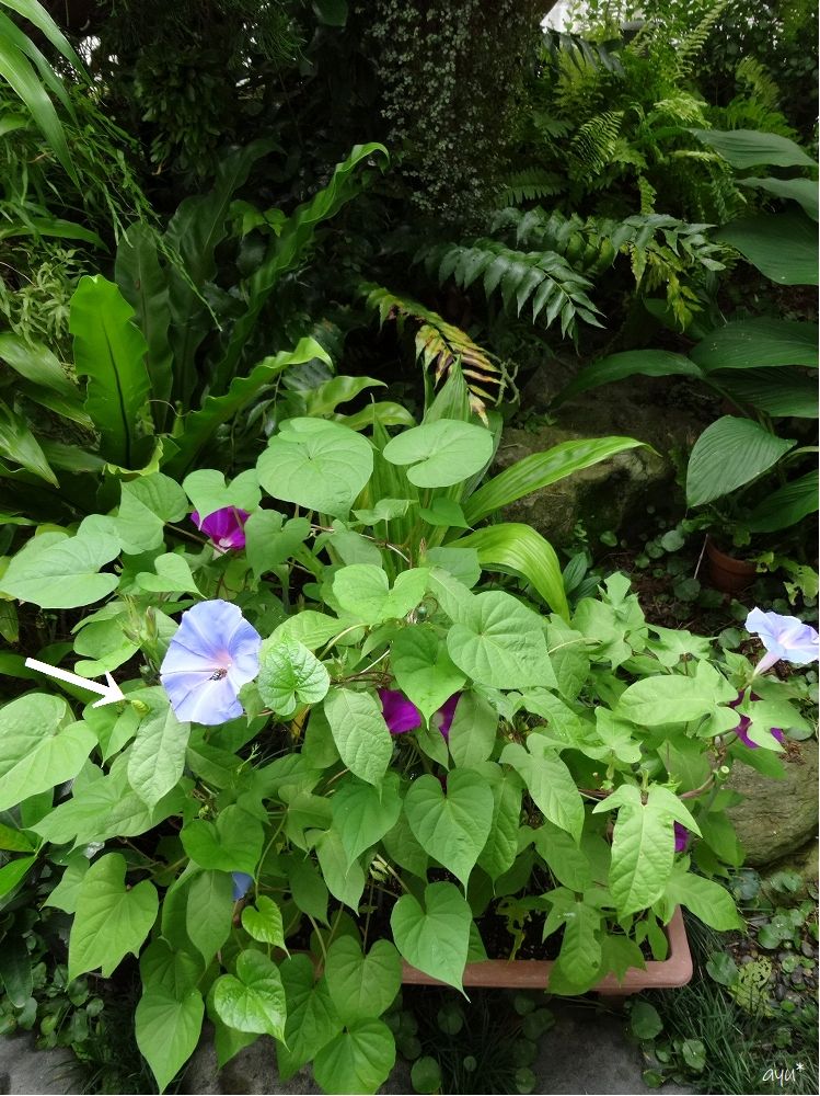 買った花と蒔いた花と残念な花…