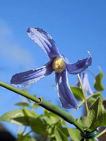 破れかぶれの青空（77）