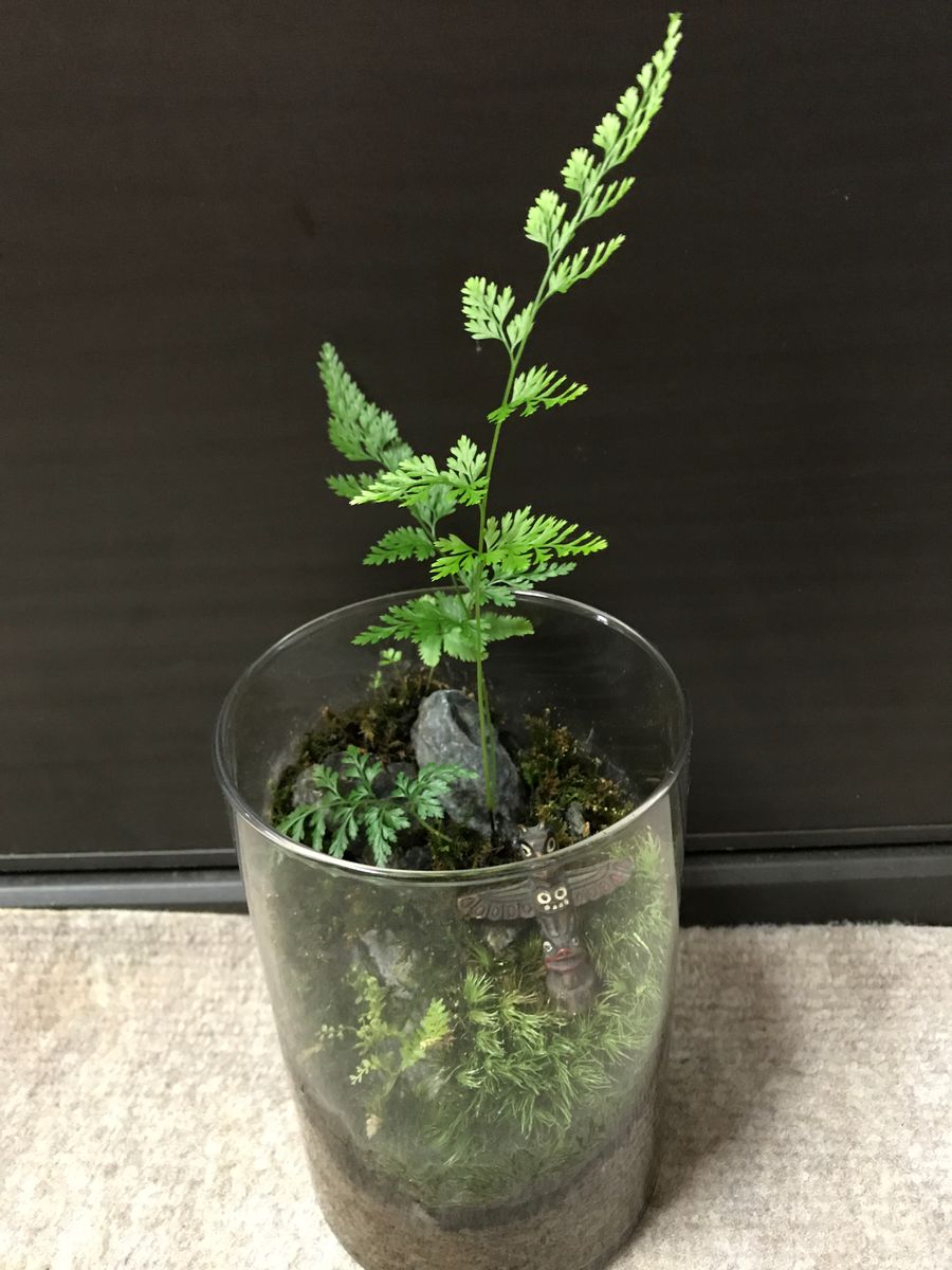 新芽の成長🌿