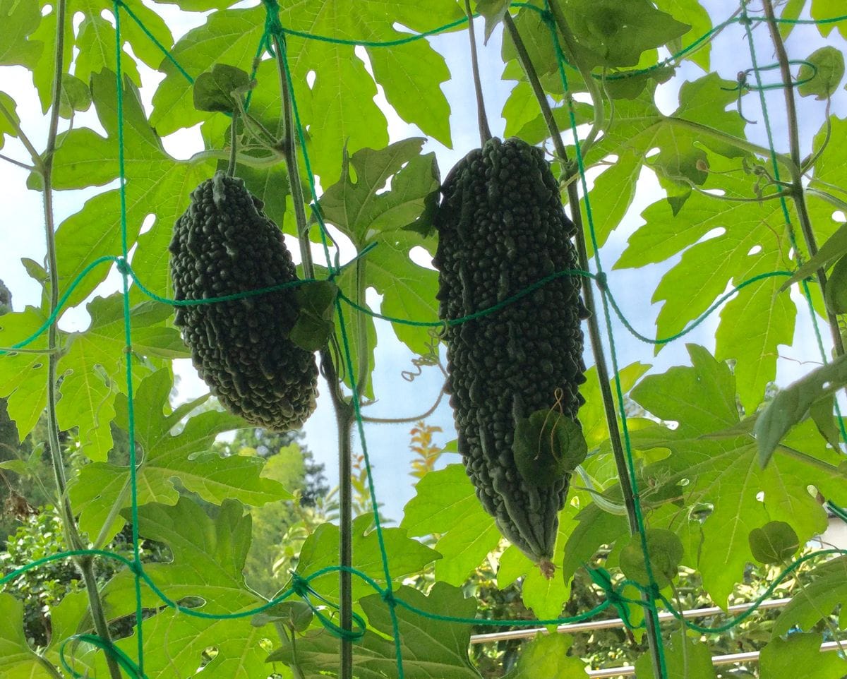 今日のグリーンカーテン🌿