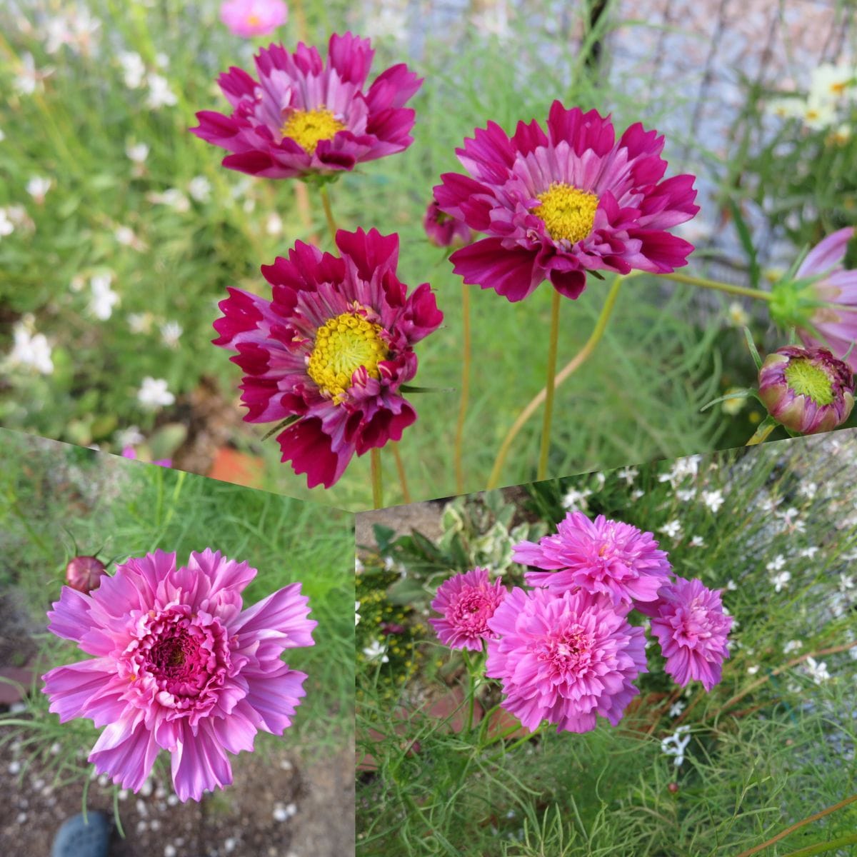 夏季休暇の庭の花