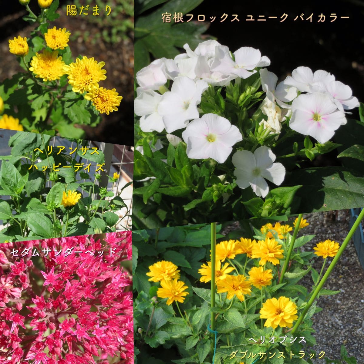 夏季休暇の庭の花