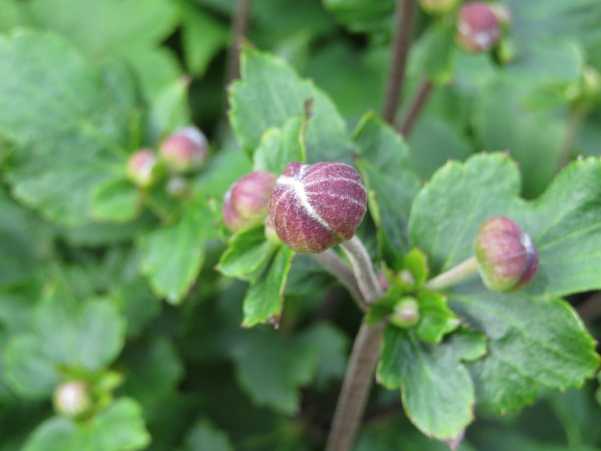 夏季休暇の庭の花