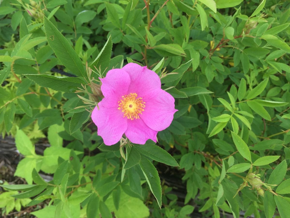 高山植物園のバラ