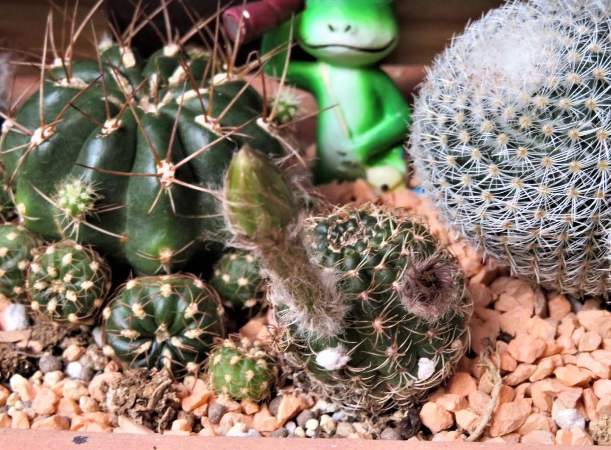 🌵良く花咲くサボテン🌵