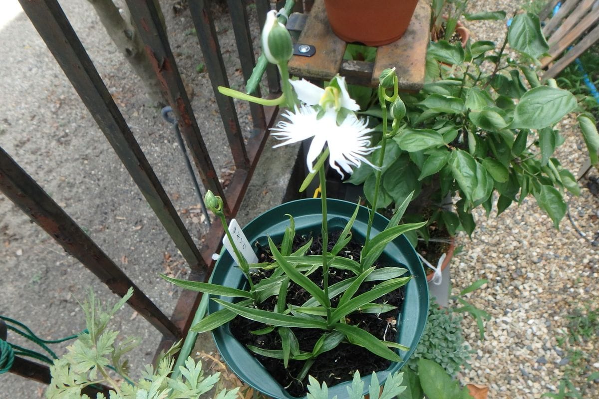 今日のお花たち（サギ草・トルコキキョウ）