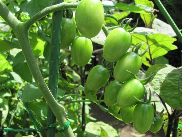 コンテナ野菜は・・