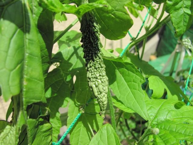 コンテナ野菜は・・