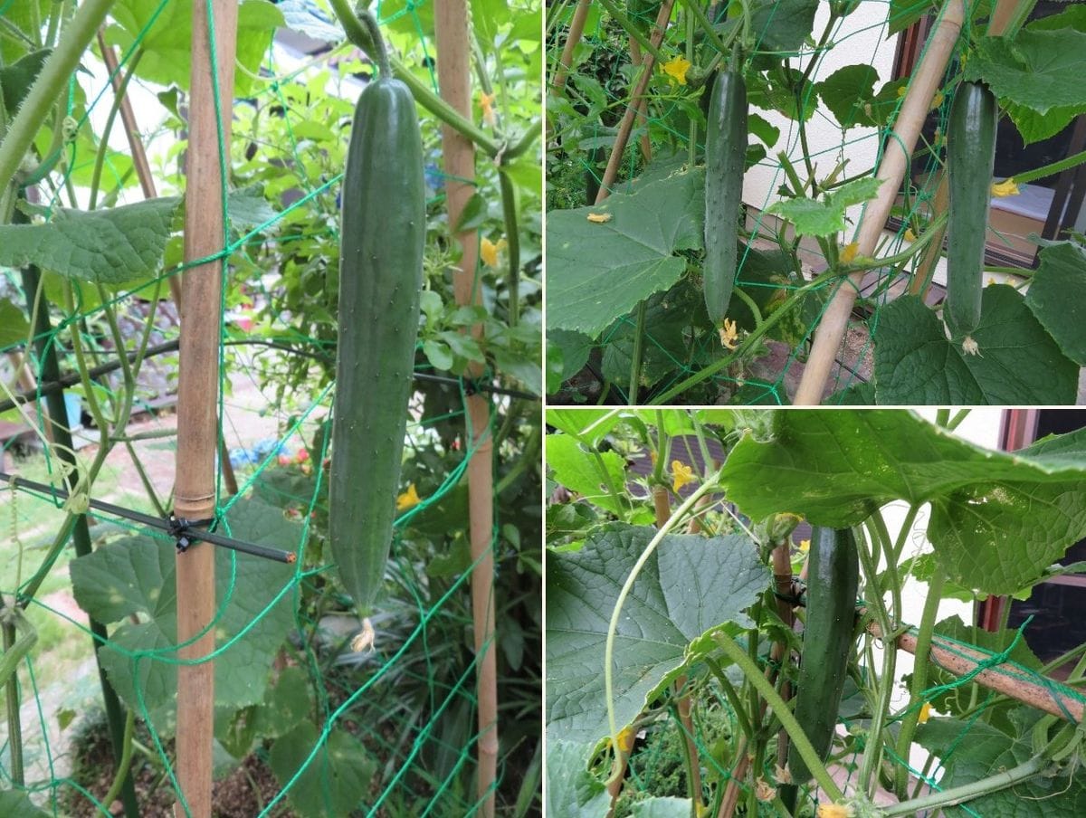 我家で🍅実となる野菜(その14)