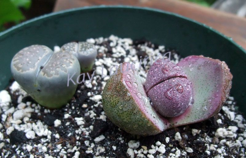 Lithops リトープス