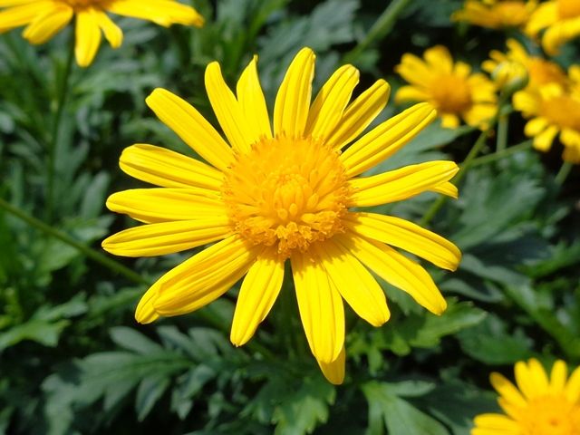 今日の庭より･･･黄色の花