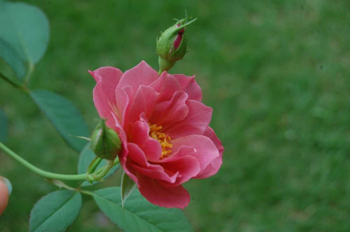 元気な花たち