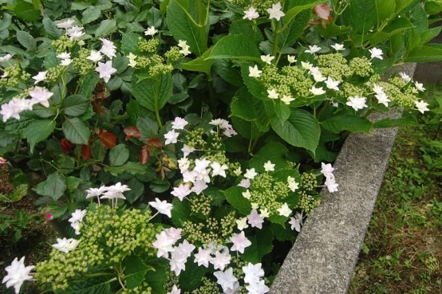 庭の紫陽花から…隅田の花火