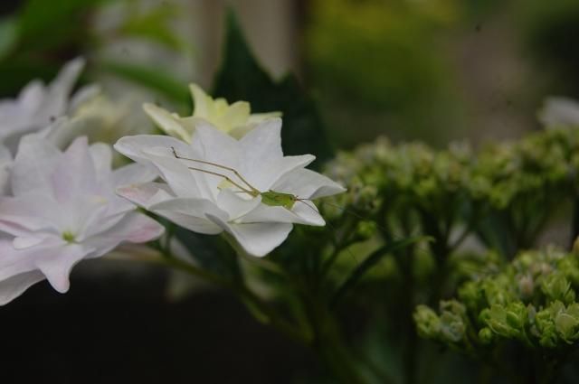 庭の紫陽花から…隅田の花火