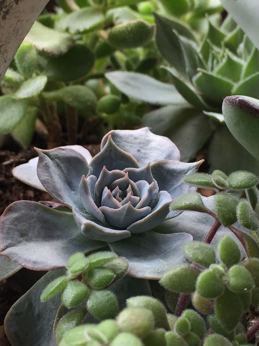 多肉 お得🌵(台風💨注意)