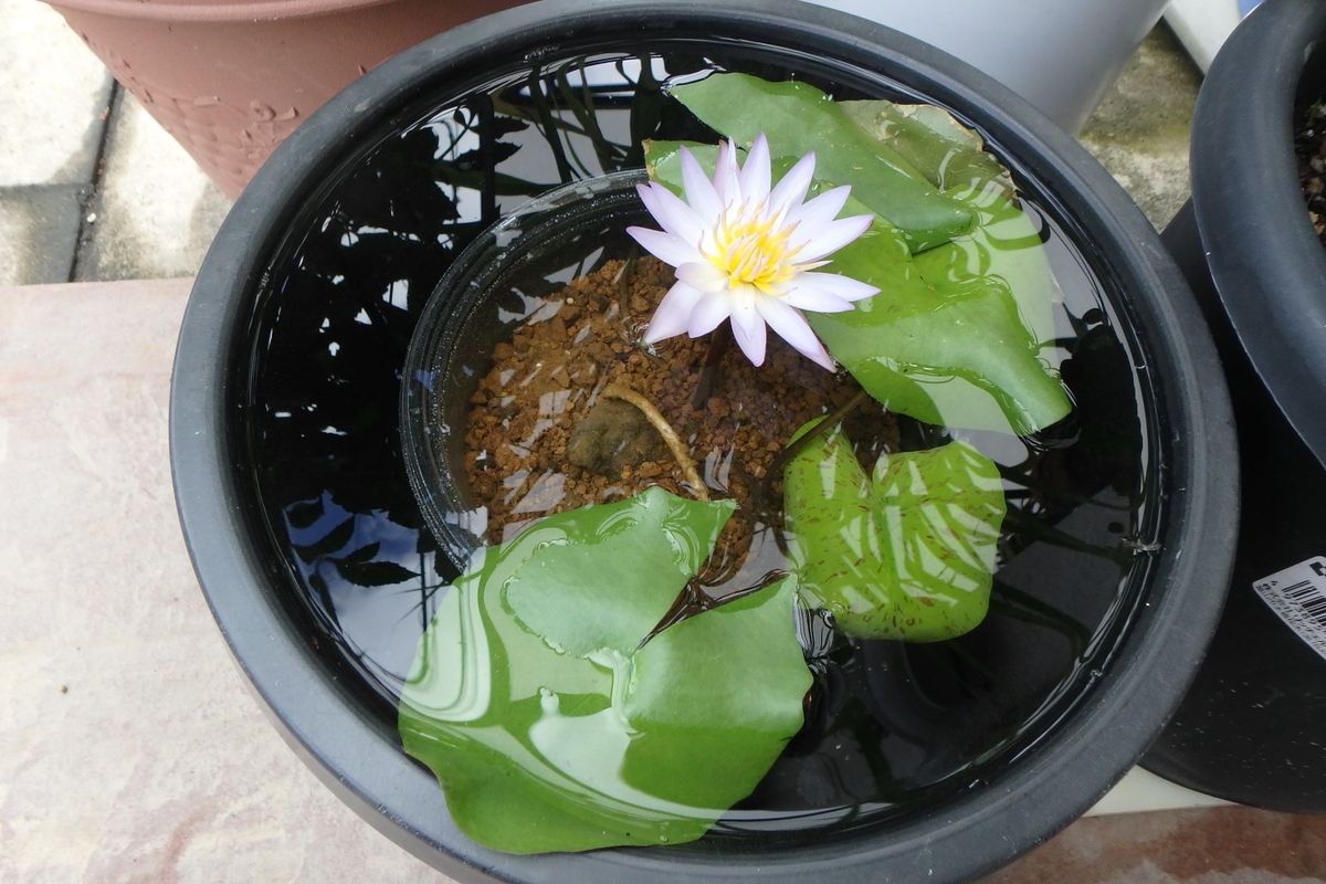 今日のお花たち（熱帯睡蓮・トルコキキョウ）