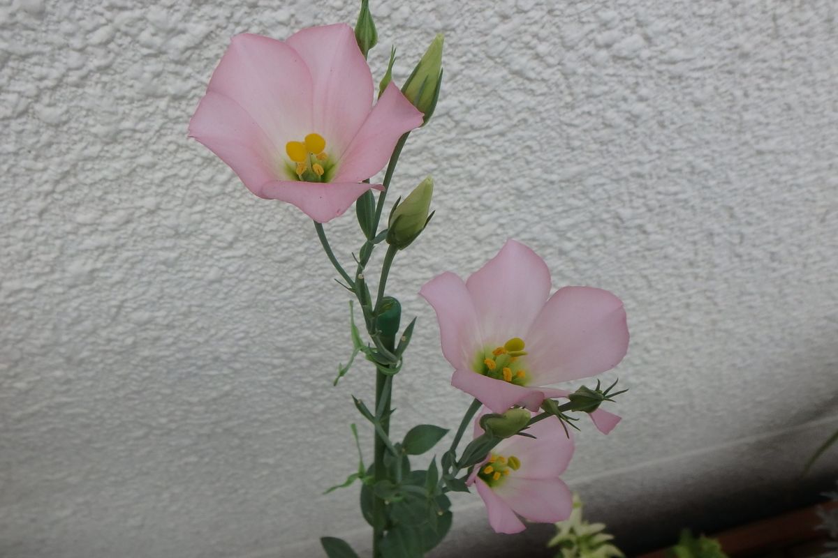 今日のお花たち（熱帯睡蓮・トルコキキョウ）