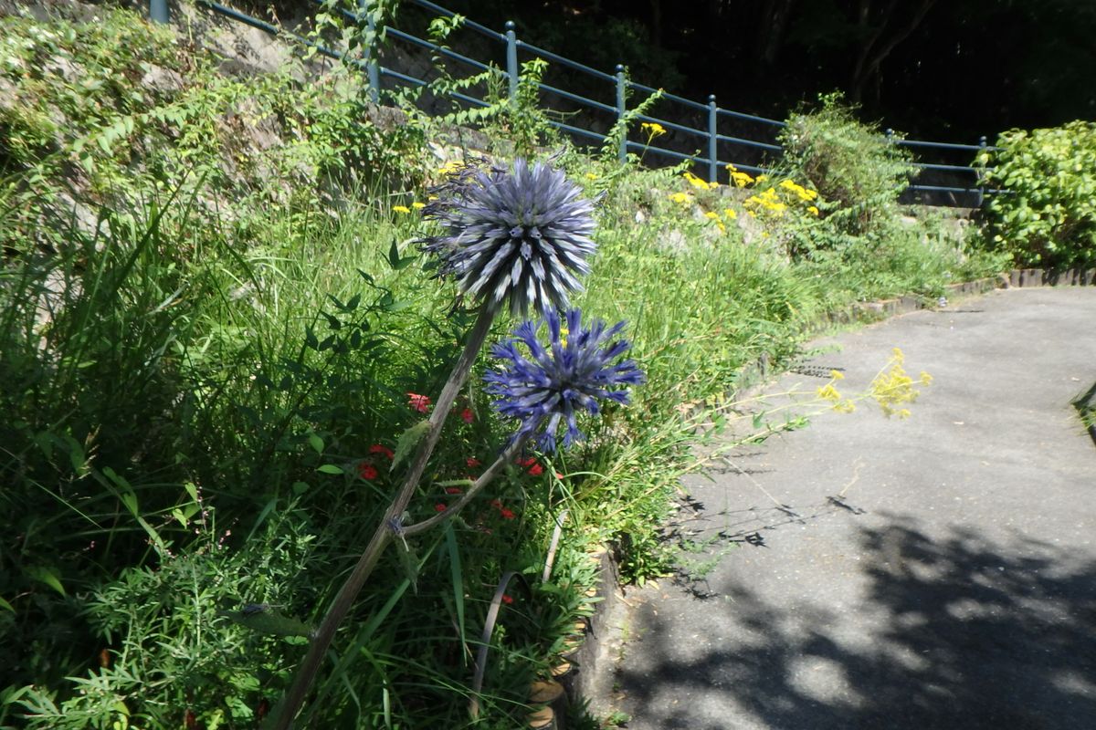広島市植物公園お花見日記１０（お散歩編）