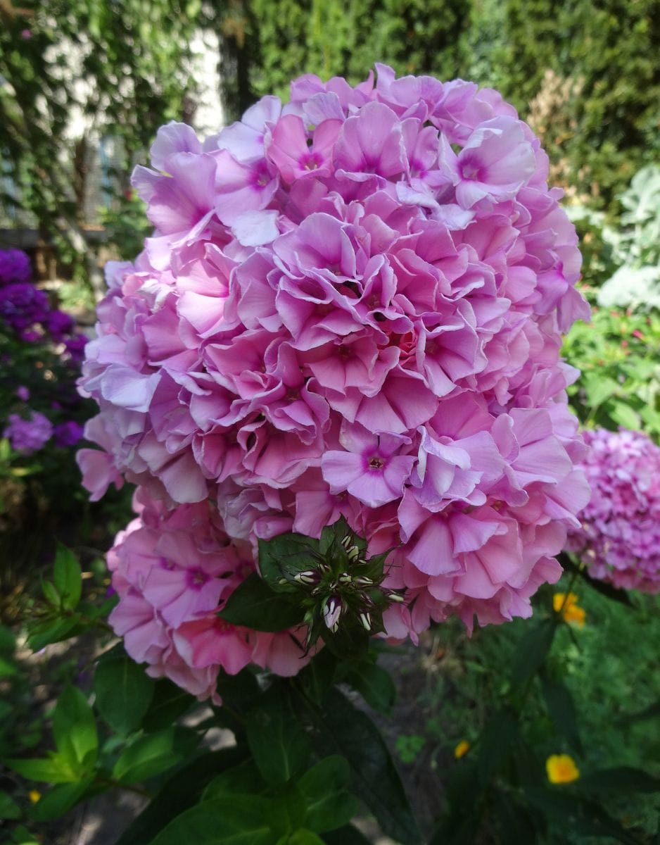 晩夏の花