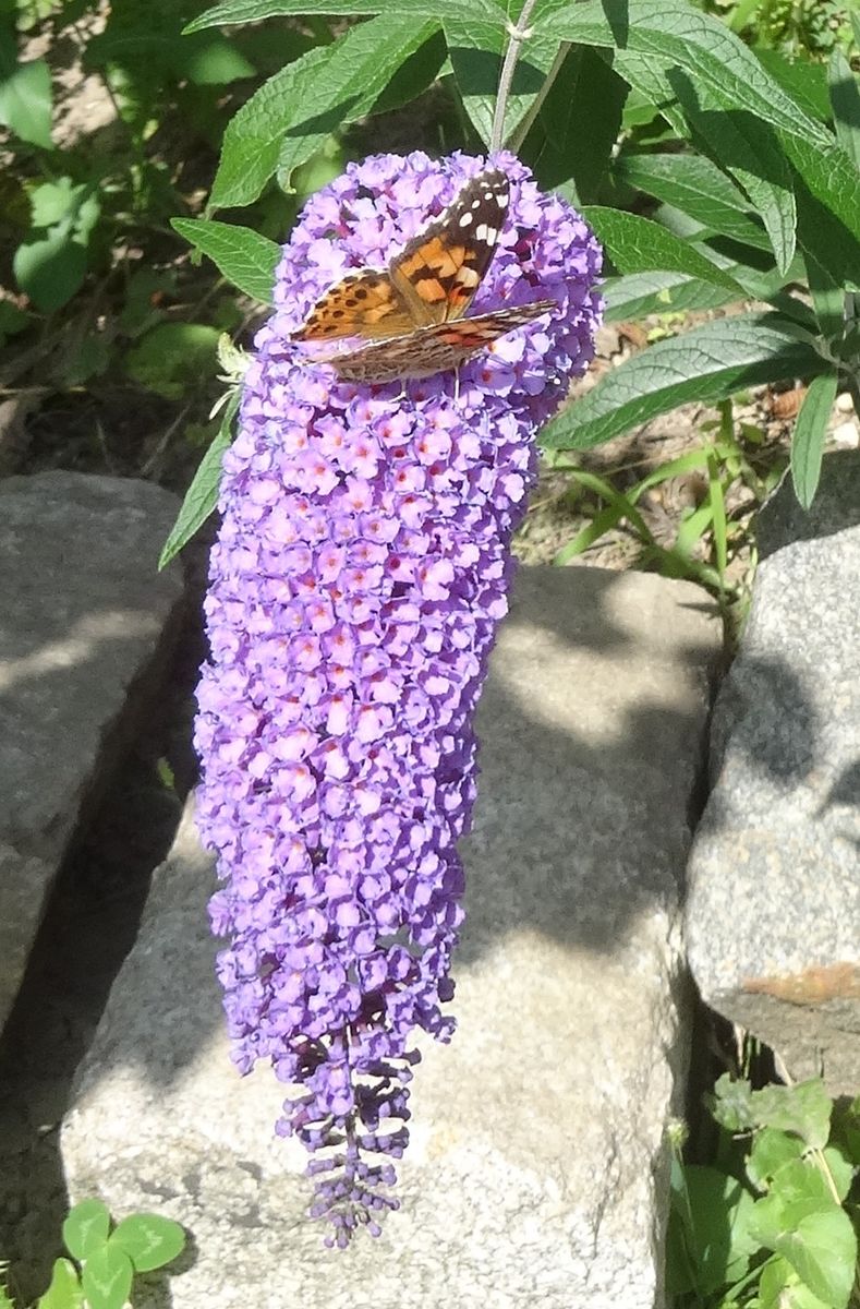 晩夏の花