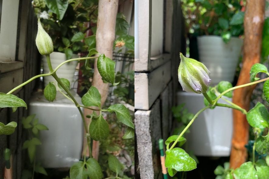 美佐世さん初開花です