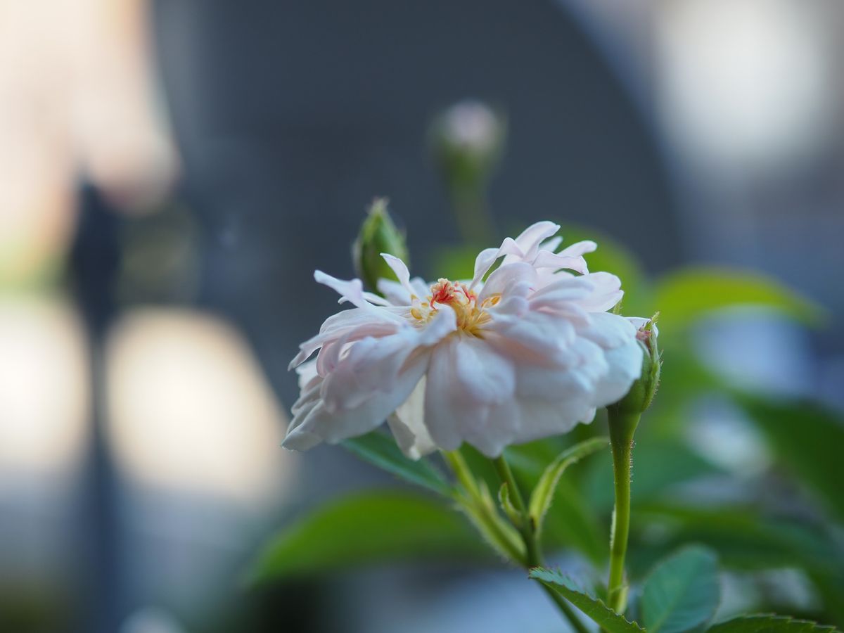 マリー・パビエの開花とバラの実生苗