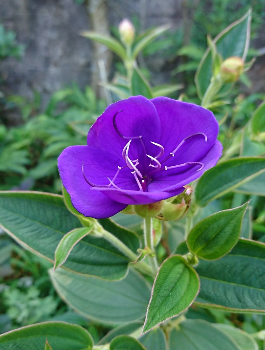 紫の花✨