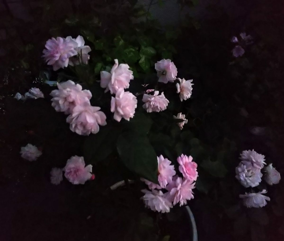 夜明けの花