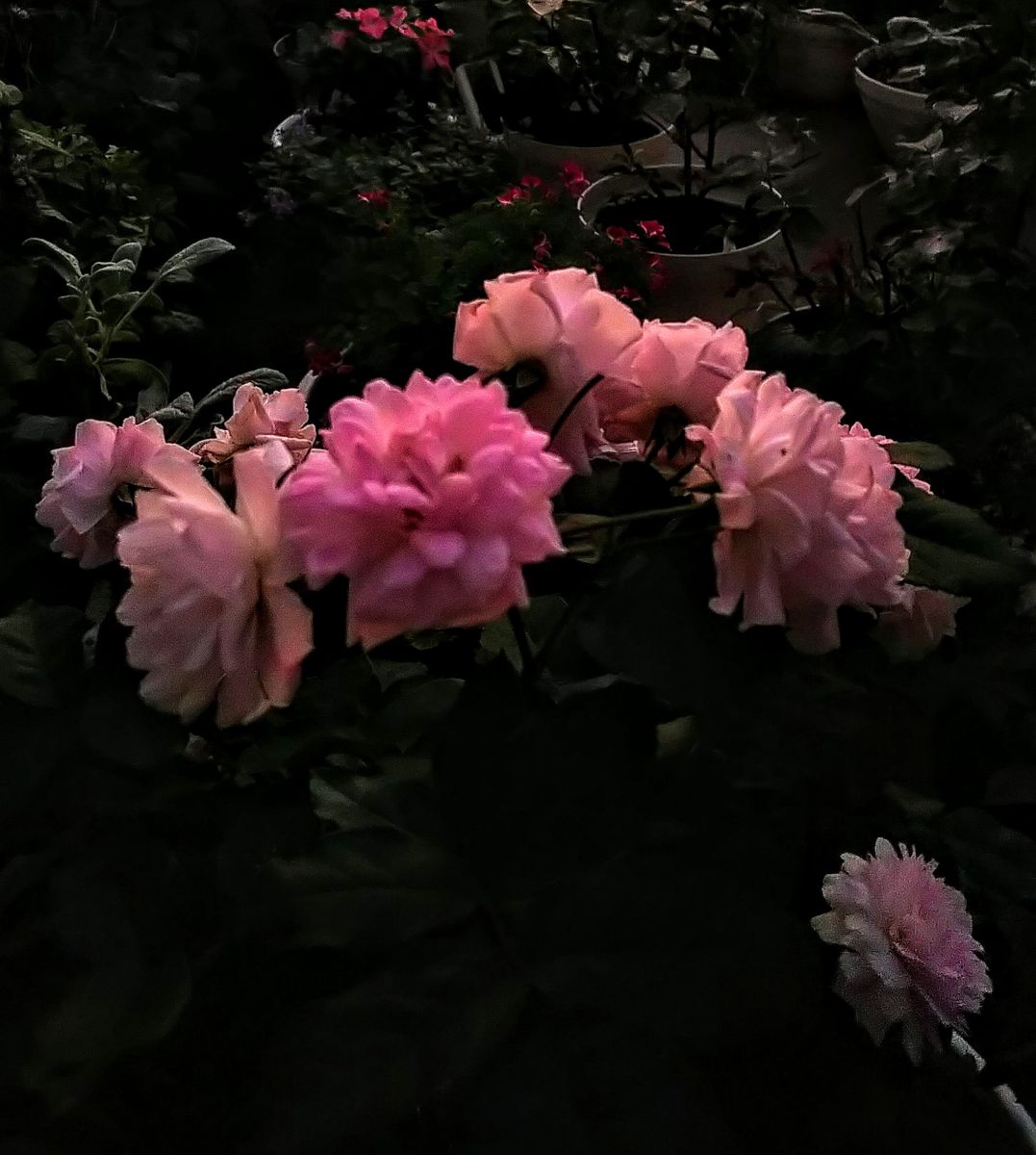 夜明けの花