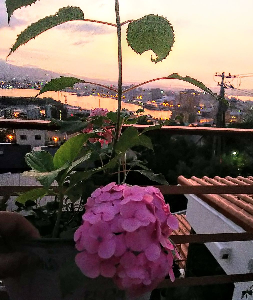 夜明けの花