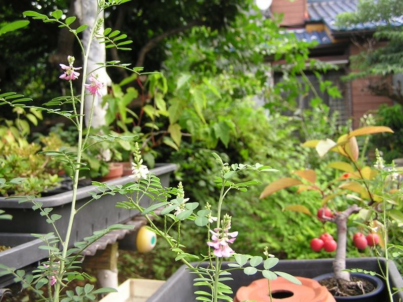 コマツナギの紅白の花