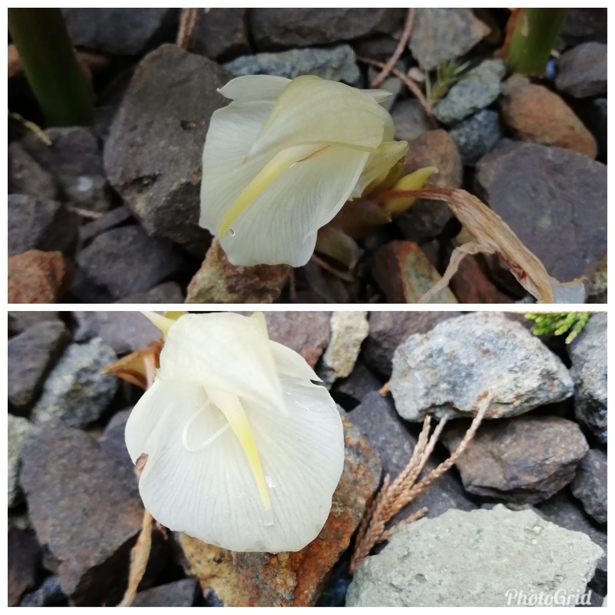 ミョウガの花二個見つけました。